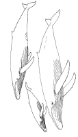 A coloring page of sea animal